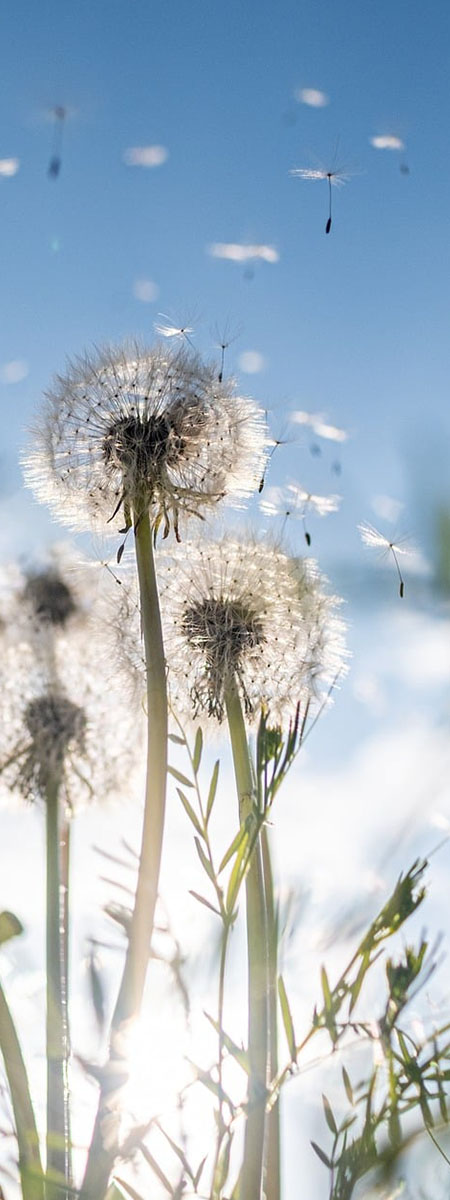 kurs pure elements blume